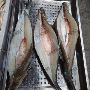 旭眾二枚開片殺魚機，翹嘴魚開背切片